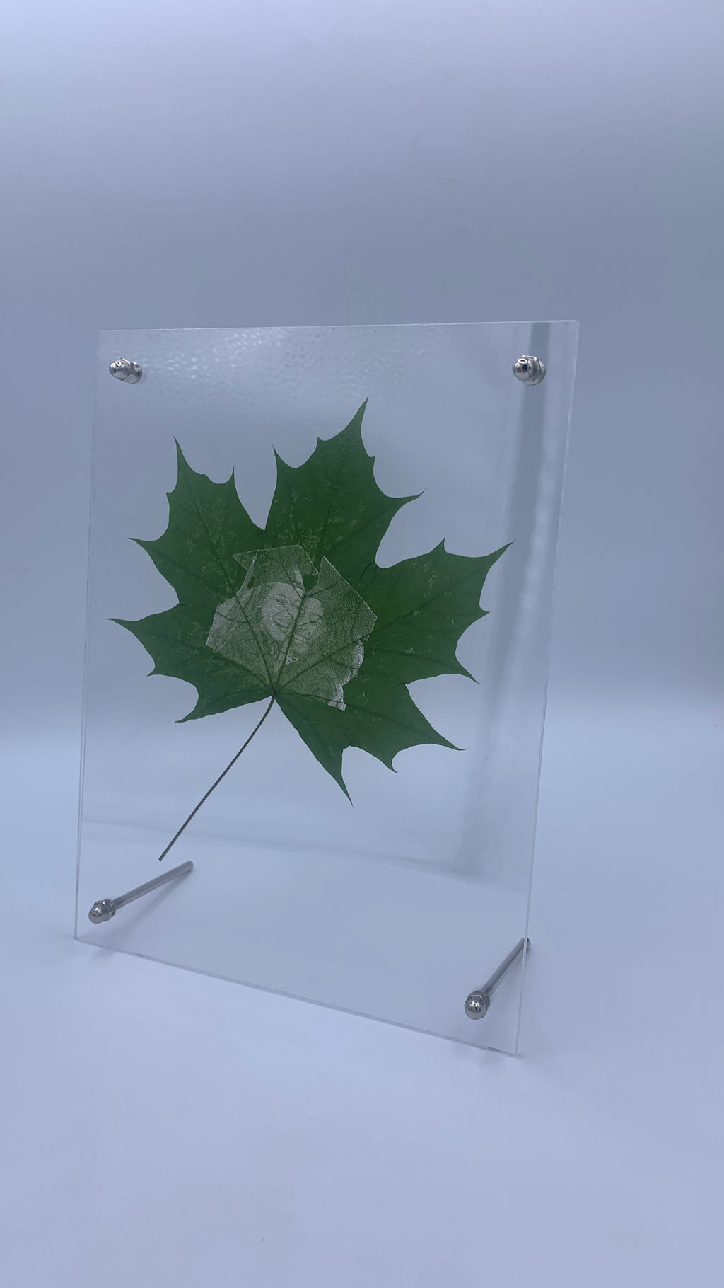 Maple Leaf Portrait