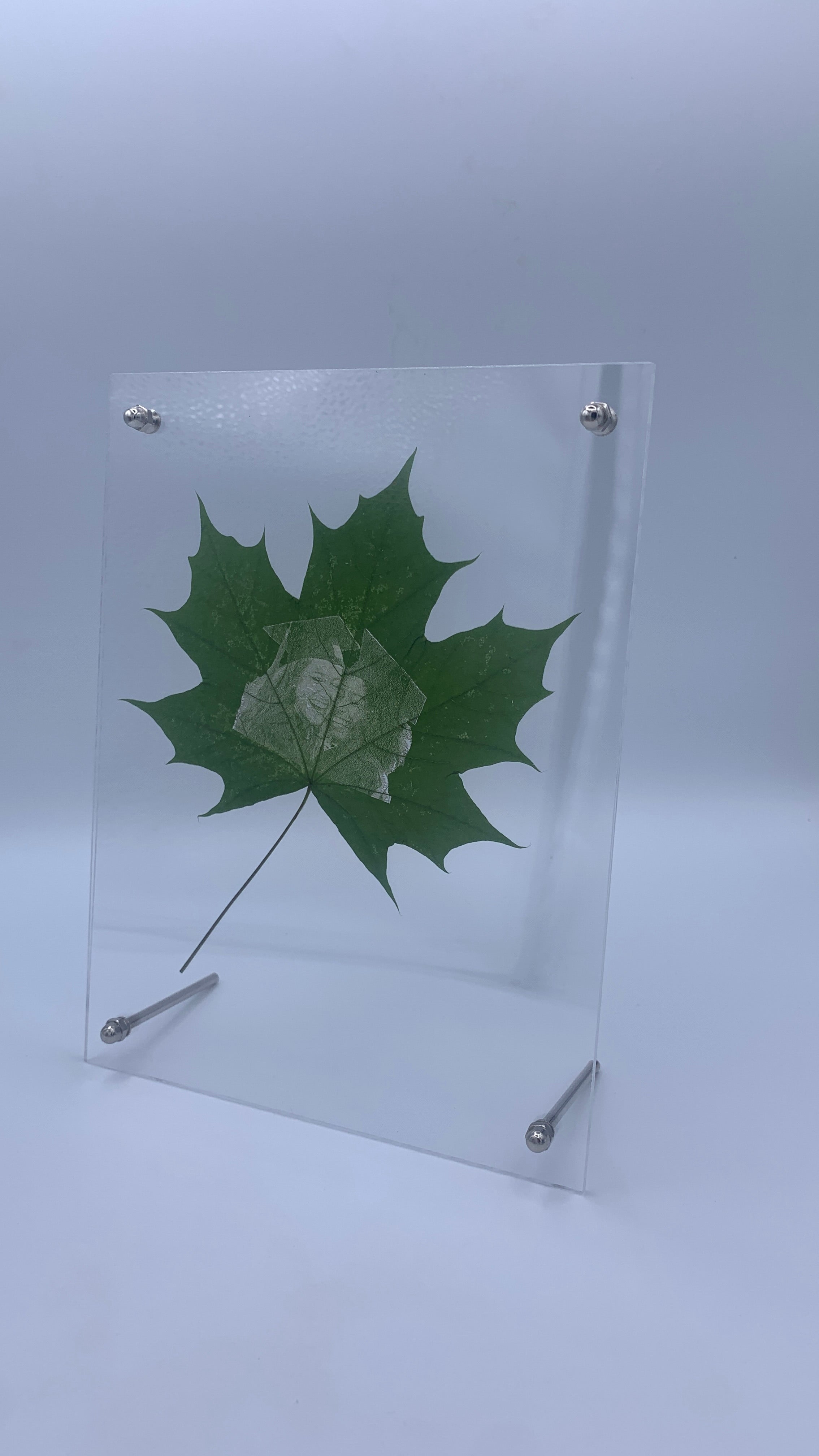 Maple Leaf Portrait