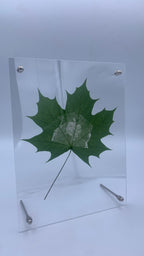Maple Leaf Portrait