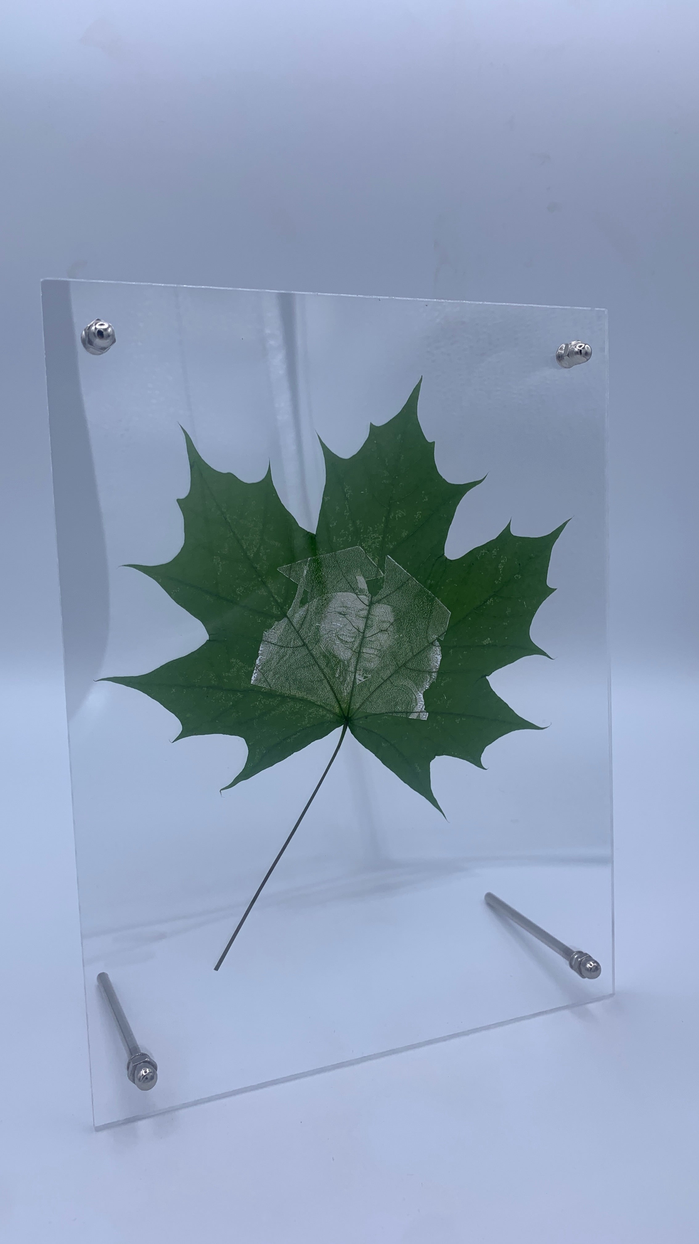 Maple Leaf Portrait
