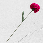Crochet Carnation