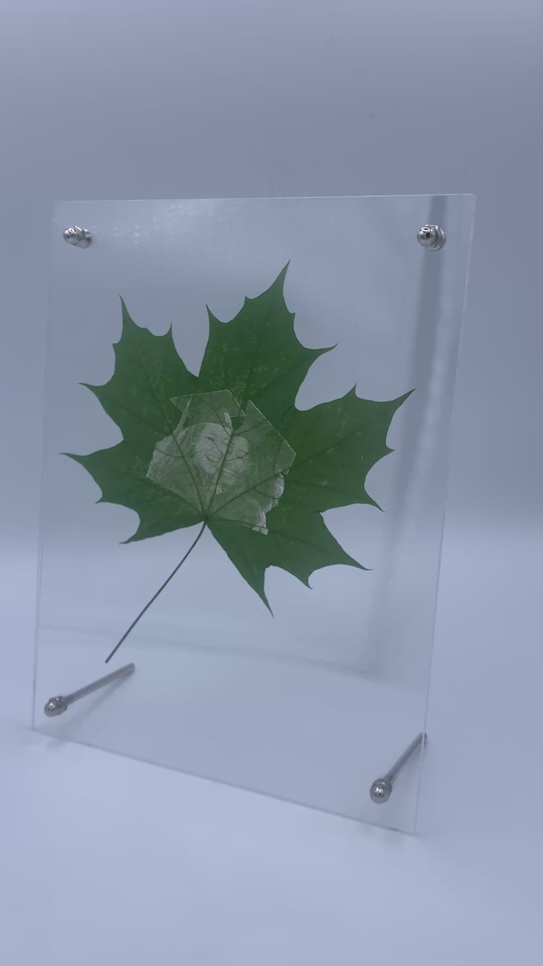 Maple Leaf Portrait
