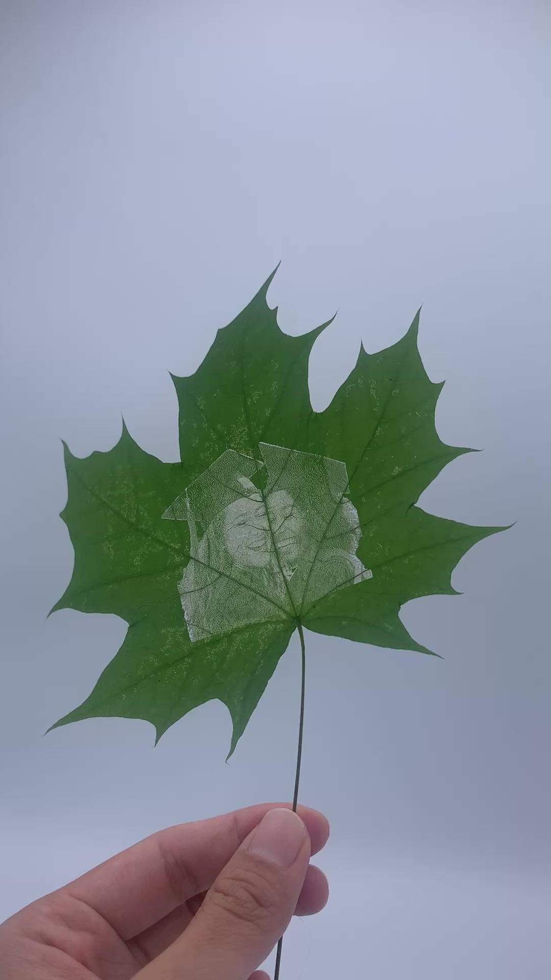 Maple Leaf Portrait